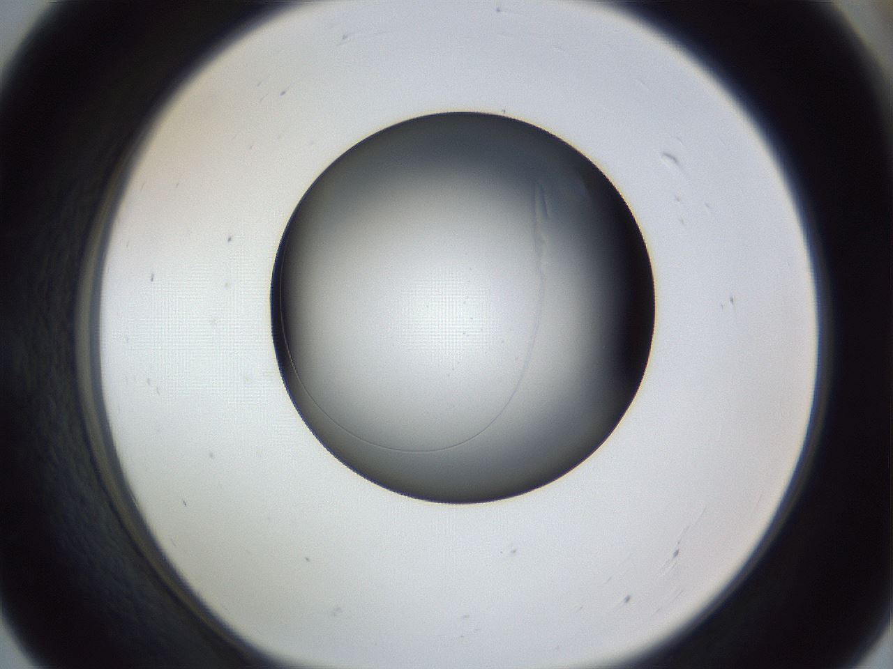 folderID345_plateID1345_batchID4696_wellNum55_profileID1_d1_r81044_ef.jpg