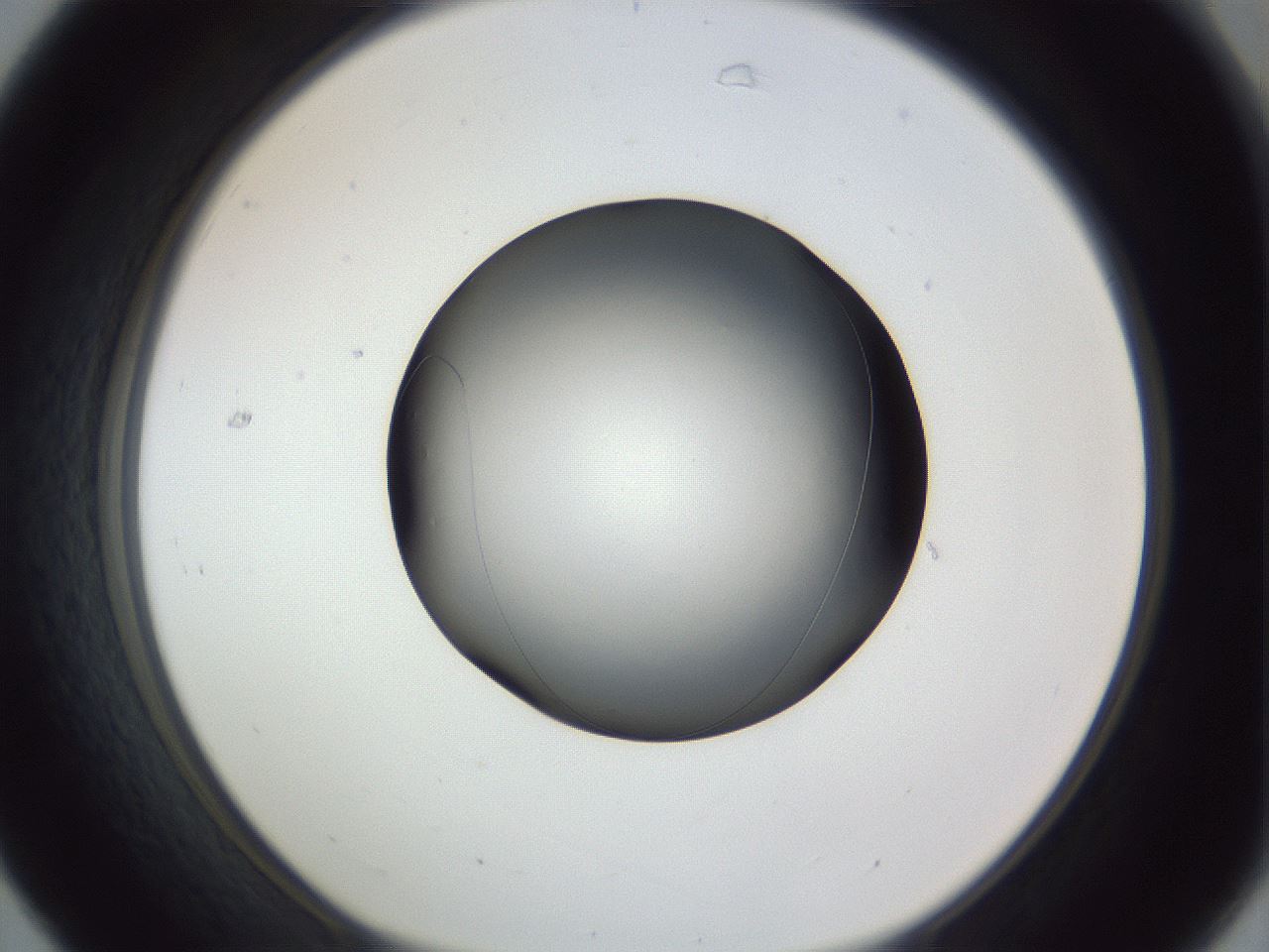 folderID345_plateID1345_batchID4696_wellNum31_profileID1_d1_r80996_ef.jpg