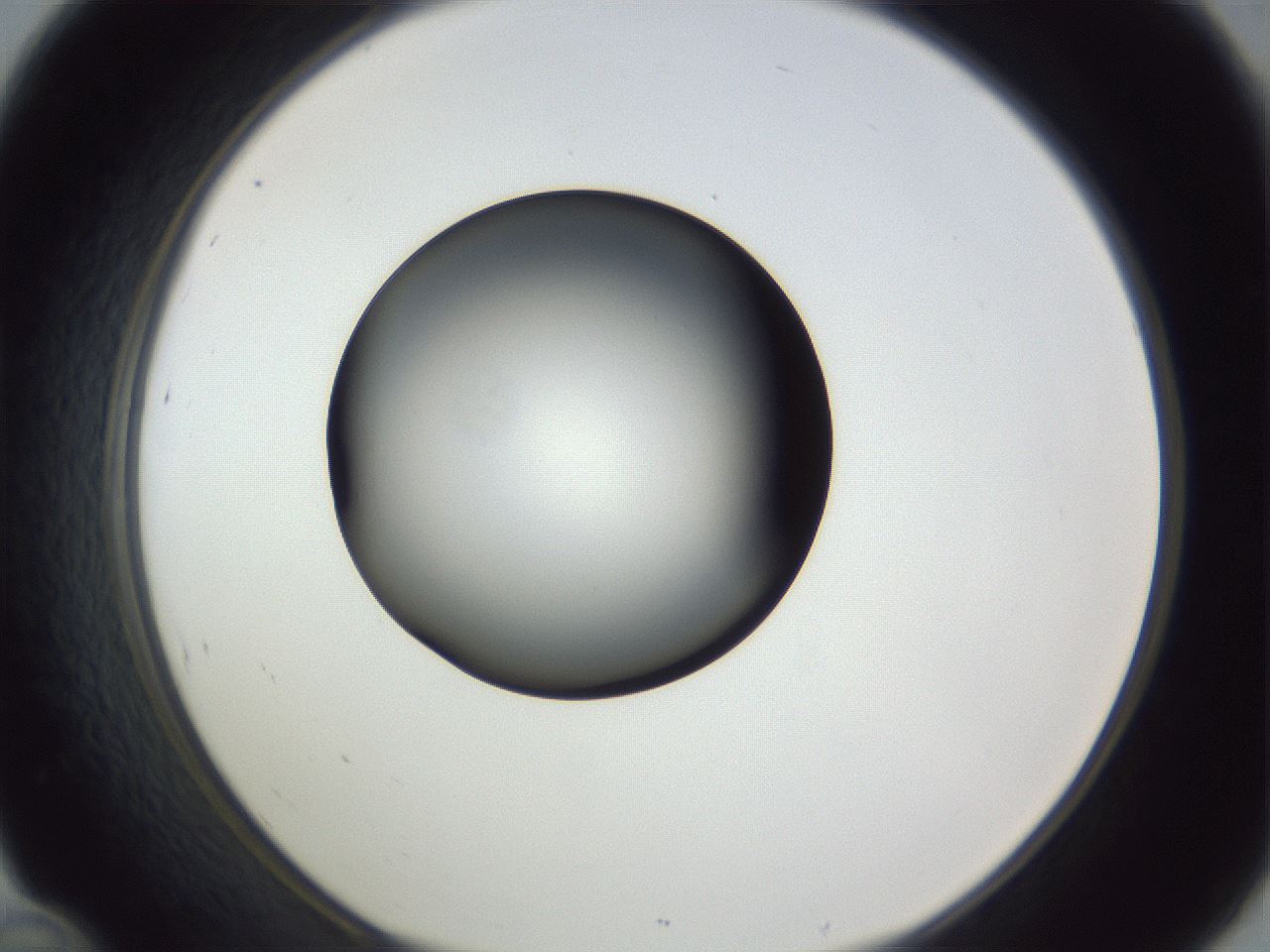folderID345_plateID1345_batchID4696_wellNum46_profileID1_d1_r81026_ef.jpg