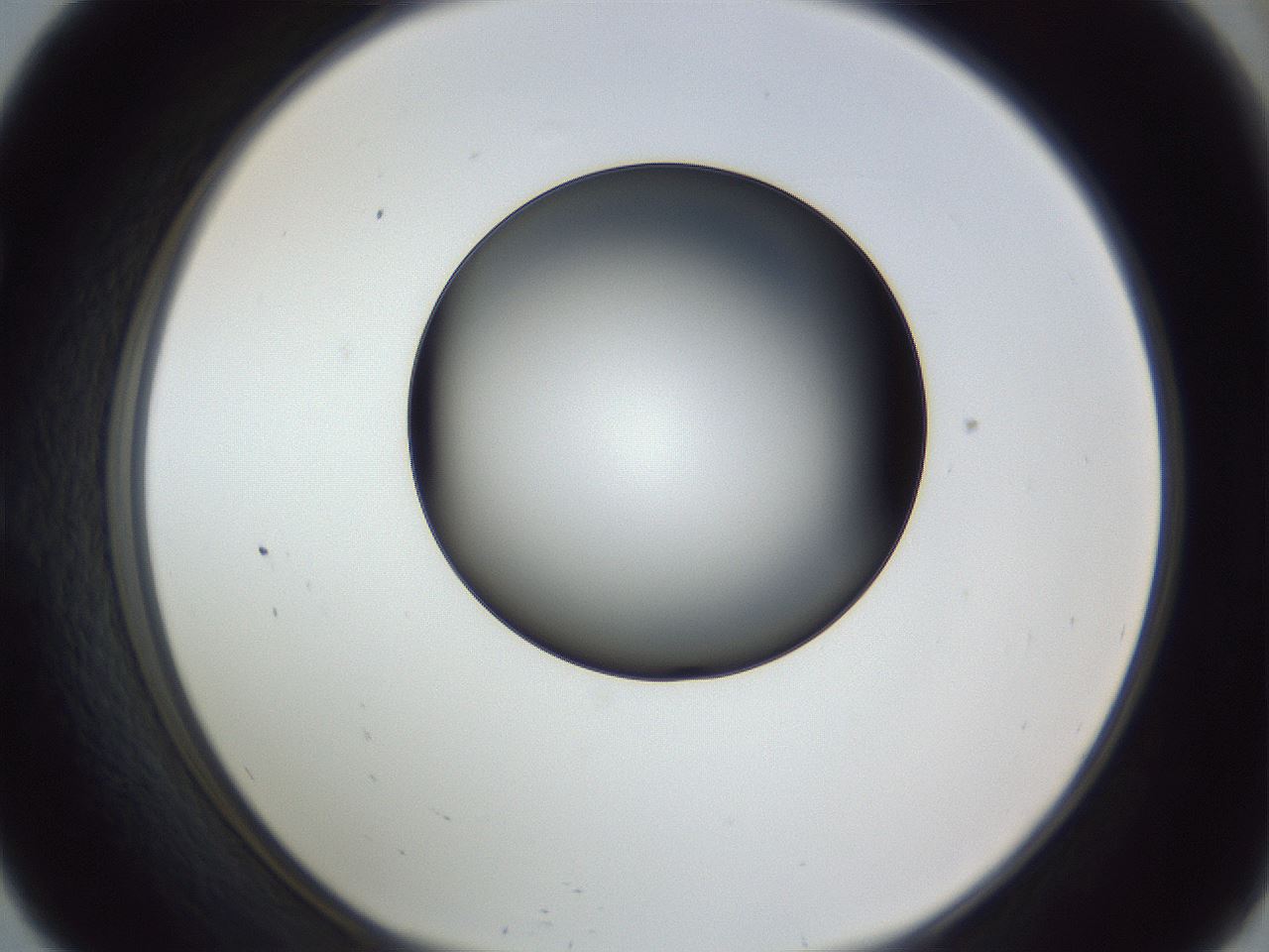 folderID345_plateID1345_batchID4696_wellNum57_profileID1_d1_r81048_ef.jpg