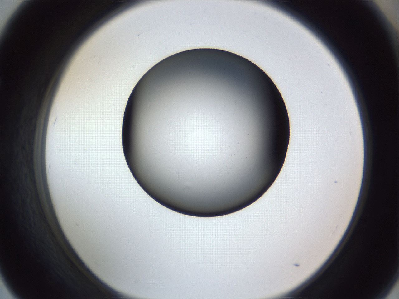 folderID345_plateID1345_batchID4696_wellNum67_profileID1_d1_r81068_ef.jpg
