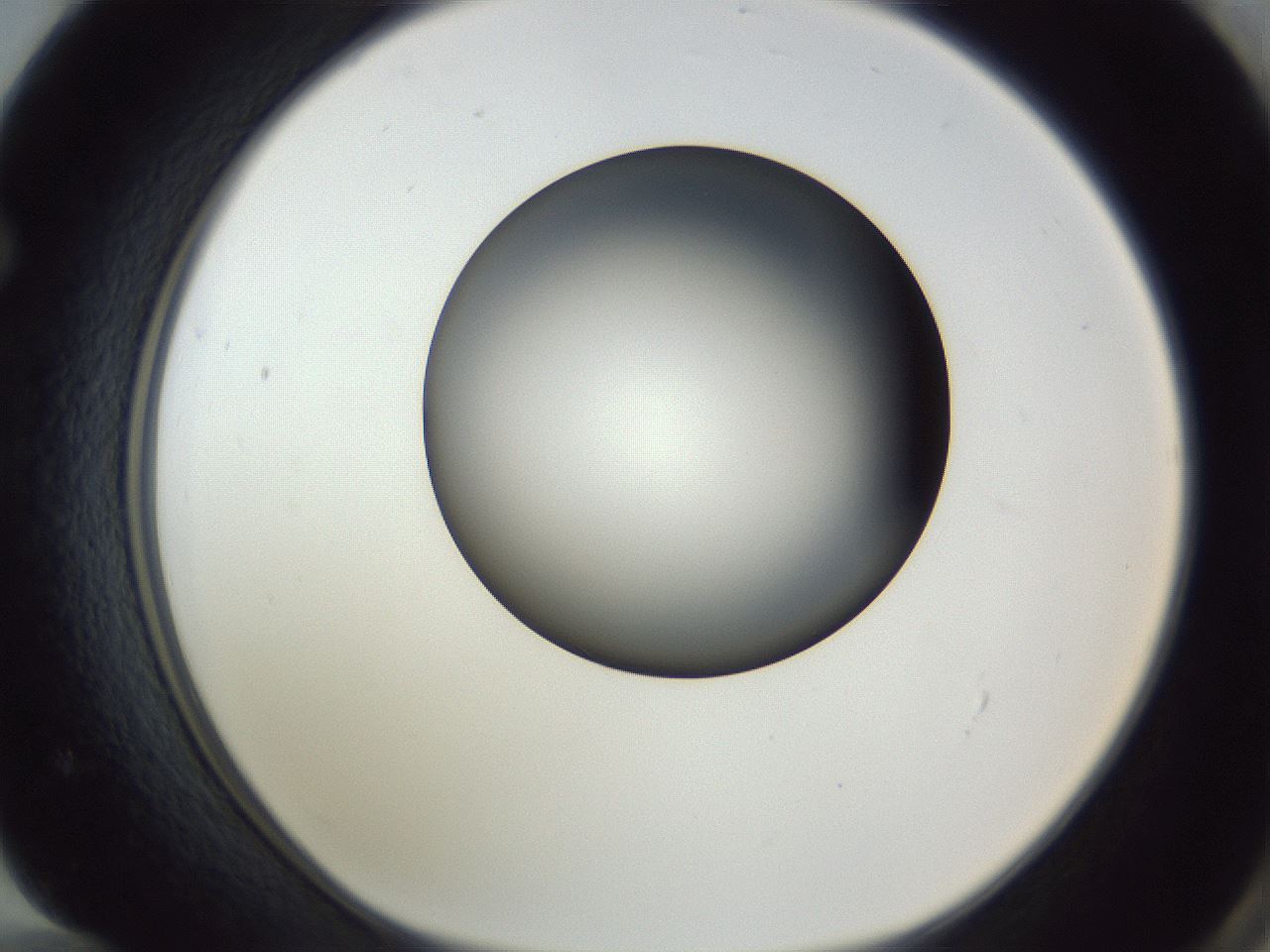 folderID345_plateID1345_batchID4696_wellNum72_profileID1_d1_r81078_ef.jpg