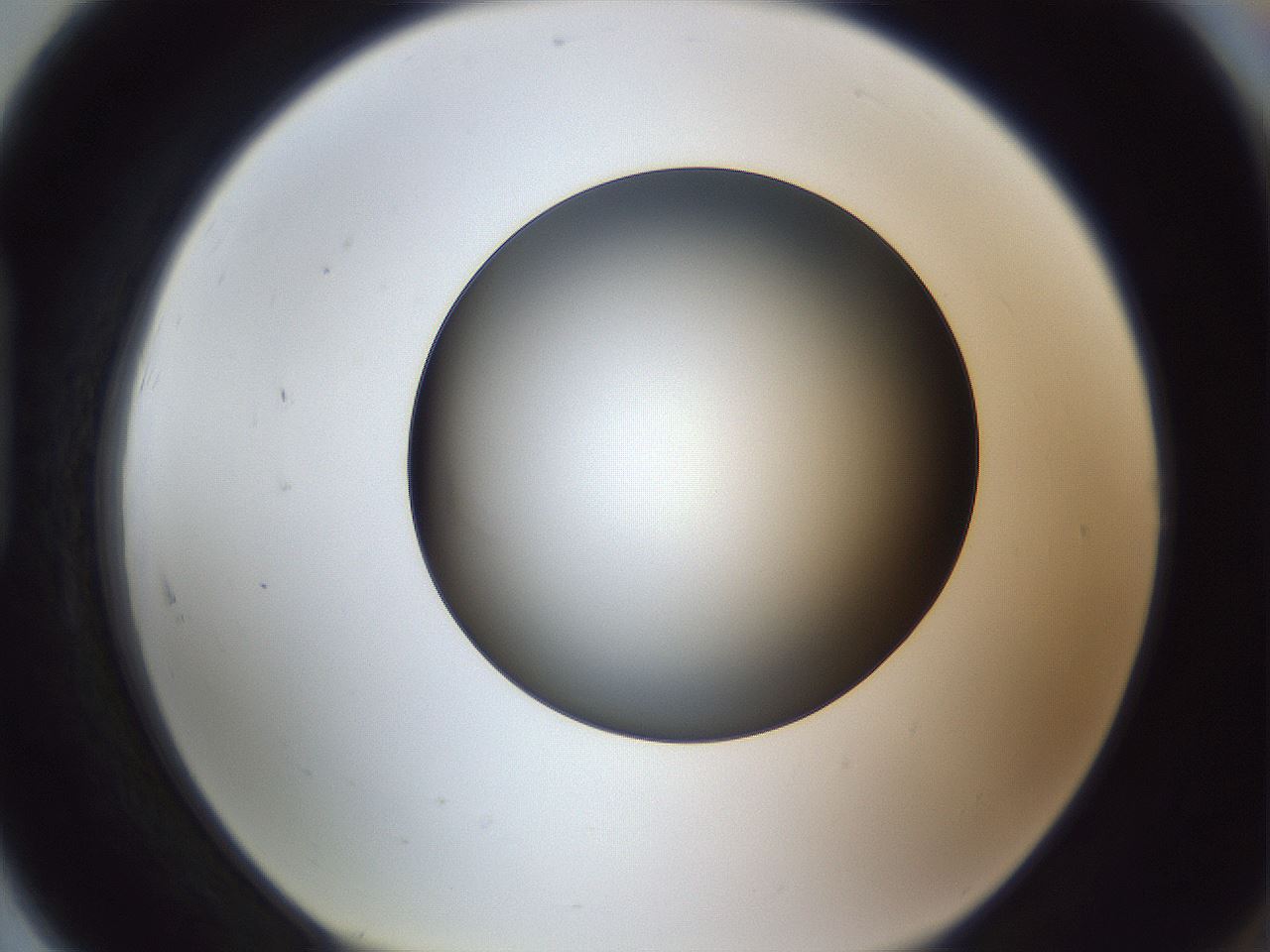 folderID345_plateID1345_batchID4696_wellNum91_profileID1_d1_r81116_ef.jpg