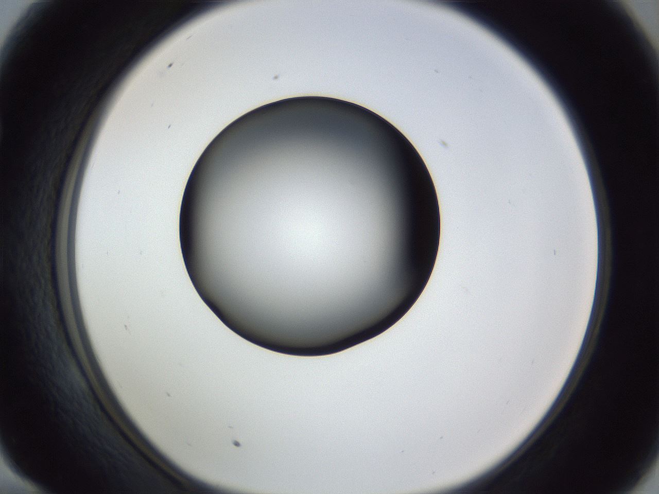 folderID345_plateID1345_batchID4696_wellNum58_profileID1_d1_r81050_ef.jpg