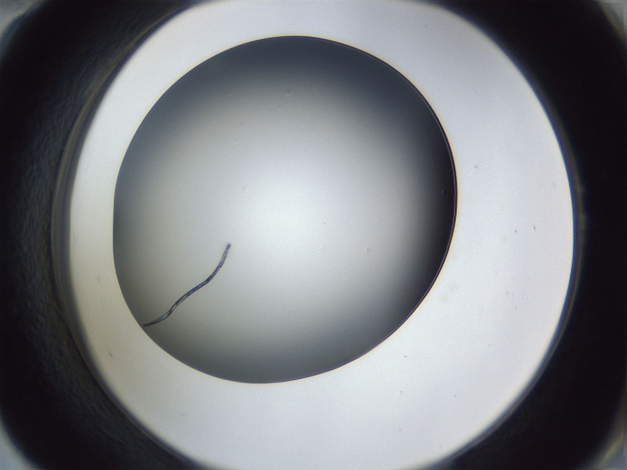 folderID345_plateID1345_batchID4696_wellNum58_profileID1_d2_r81051_ef.jpg