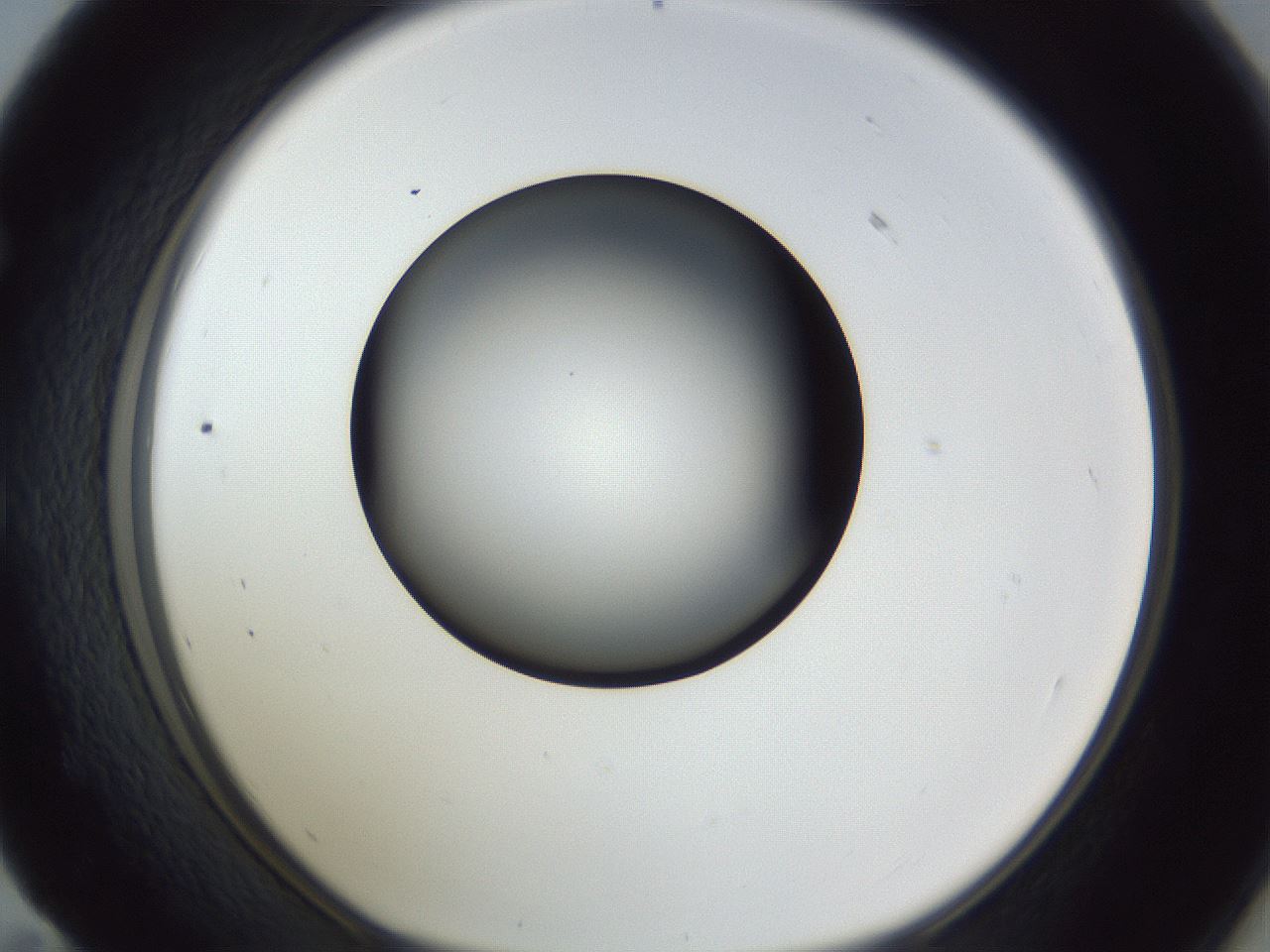 folderID345_plateID1345_batchID4696_wellNum59_profileID1_d1_r81052_ef.jpg