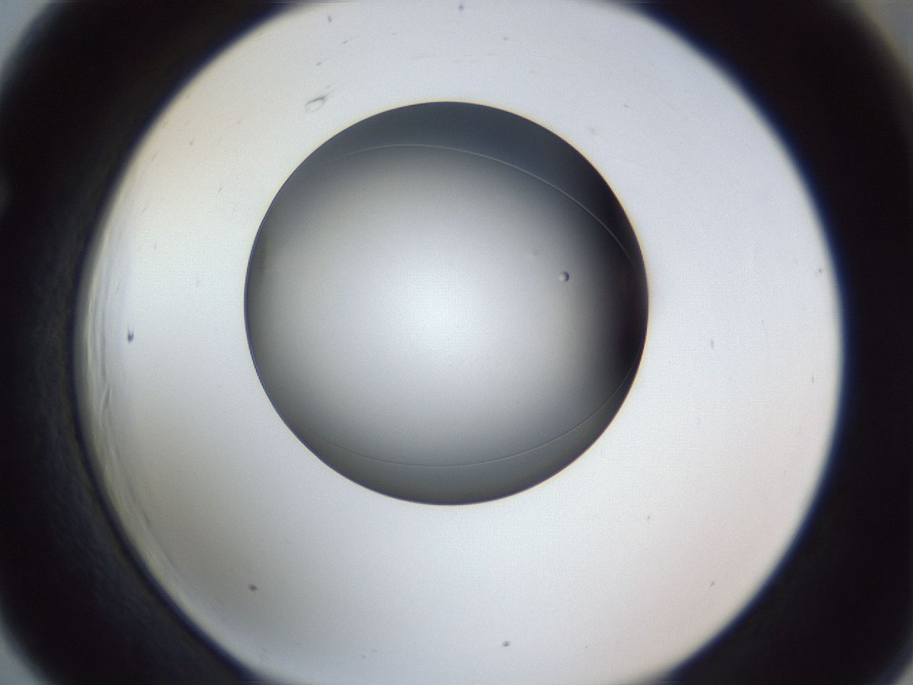 folderID345_plateID1345_batchID4696_wellNum66_profileID1_d1_r81066_ef.jpg