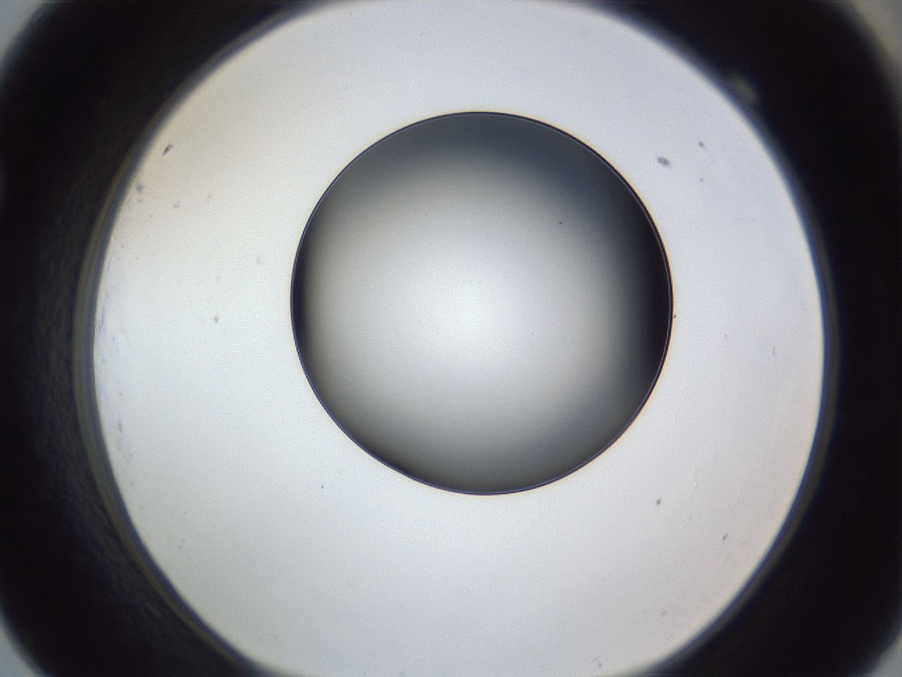 folderID345_plateID1345_batchID4696_wellNum69_profileID1_d1_r81072_ef.jpg
