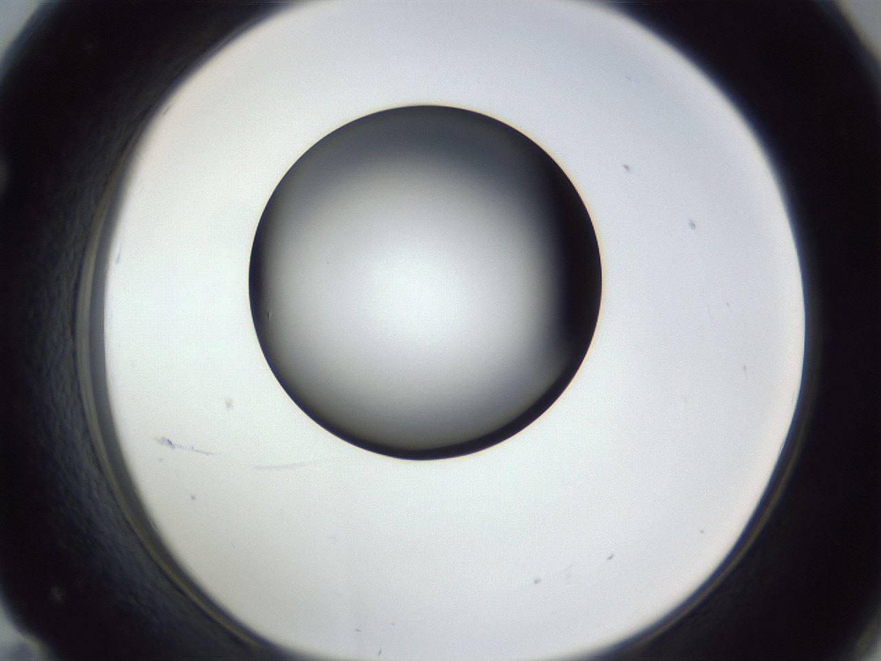 folderID345_plateID1345_batchID4696_wellNum71_profileID1_d1_r81076_ef.jpg