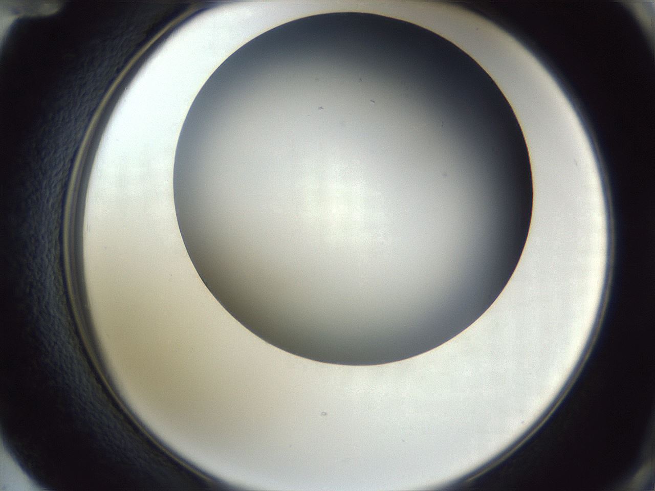 folderID345_plateID1345_batchID4696_wellNum72_profileID1_d2_r81079_ef.jpg