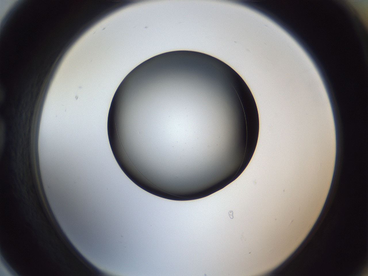 folderID345_plateID1345_batchID4696_wellNum78_profileID1_d1_r81090_ef.jpg