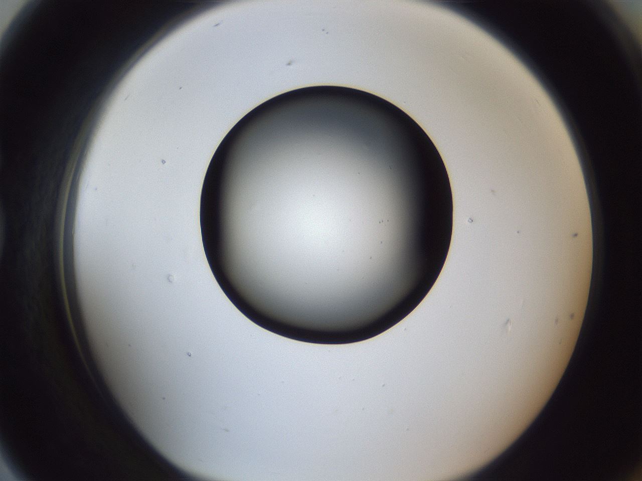 folderID345_plateID1345_batchID4696_wellNum79_profileID1_d1_r81092_ef.jpg