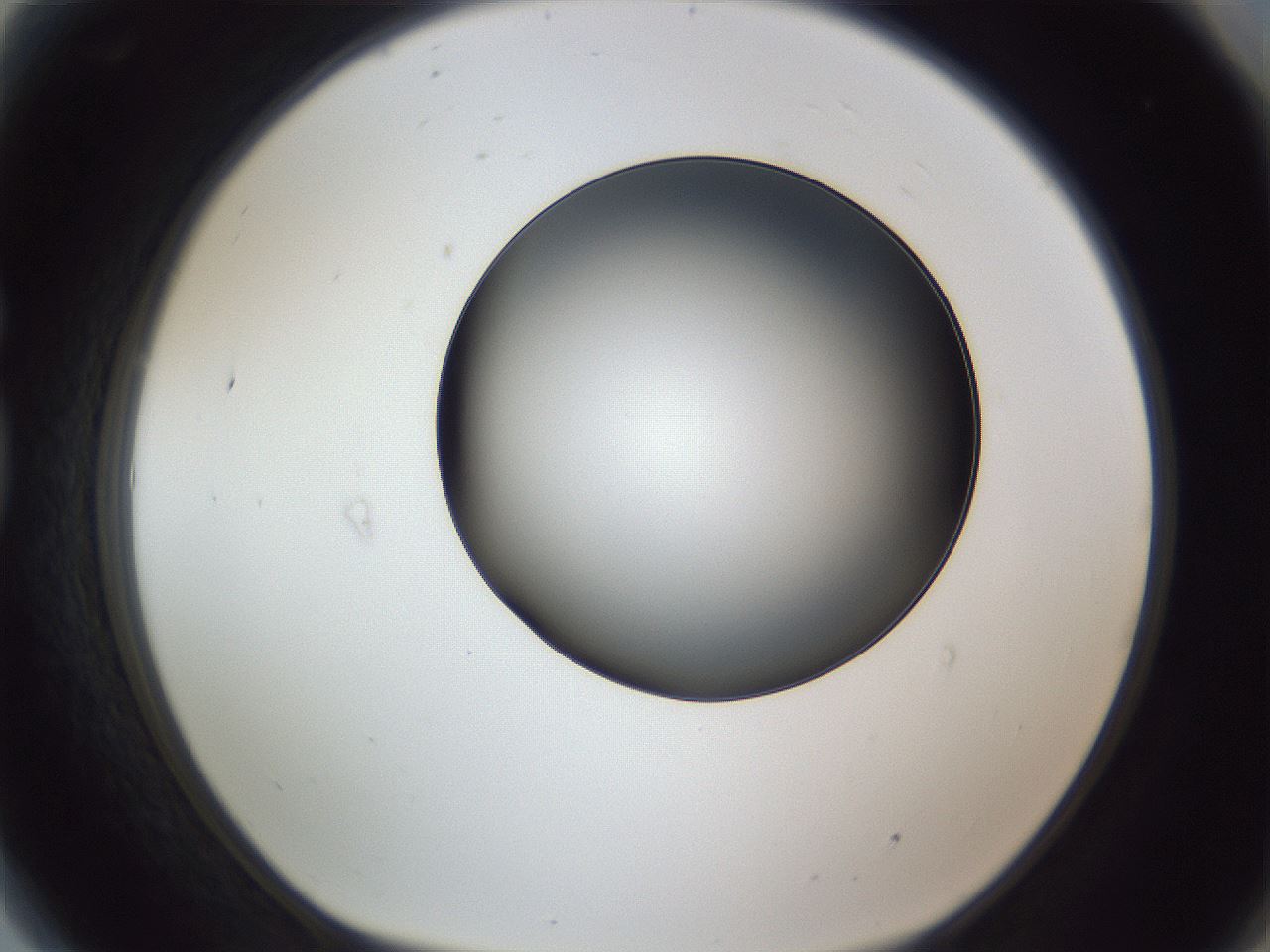 folderID345_plateID1345_batchID4696_wellNum81_profileID1_d1_r81096_ef.jpg