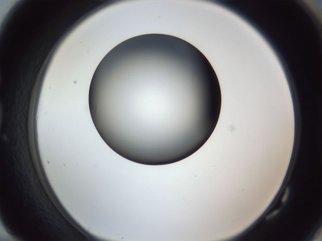 folderID345_plateID1345_batchID4696_wellNum82_profileID1_d1_r81098_ef.jpg