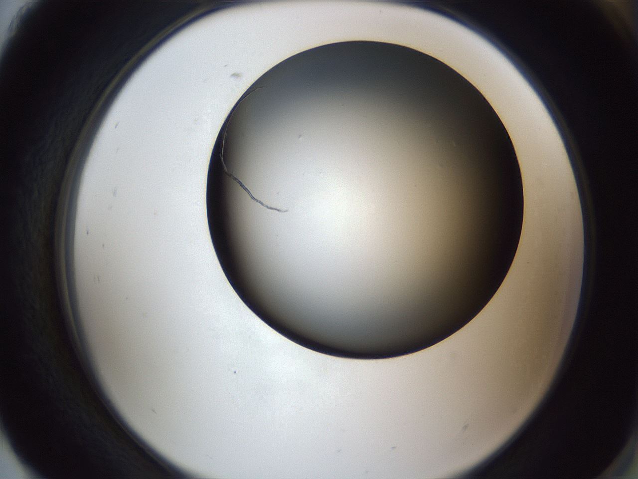 folderID345_plateID1345_batchID4696_wellNum93_profileID1_d2_r81121_ef.jpg
