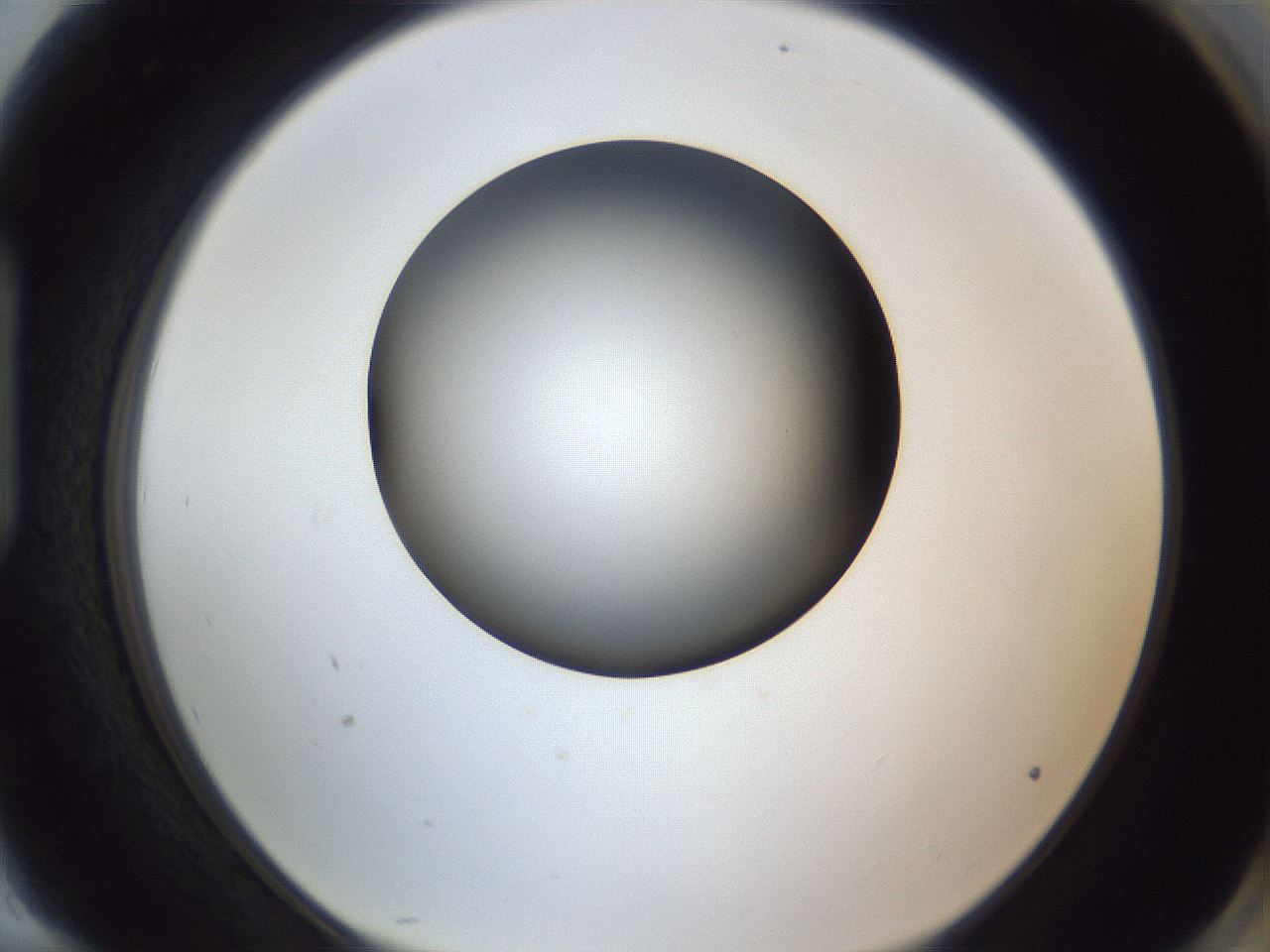 folderID345_plateID1345_batchID4696_wellNum94_profileID1_d1_r81122_ef.jpg