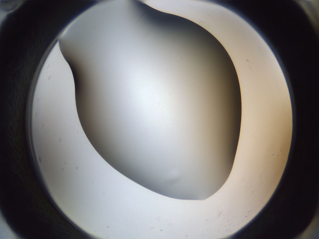 folderID345_plateID1345_batchID4696_wellNum94_profileID1_d2_r81123_ef.jpg