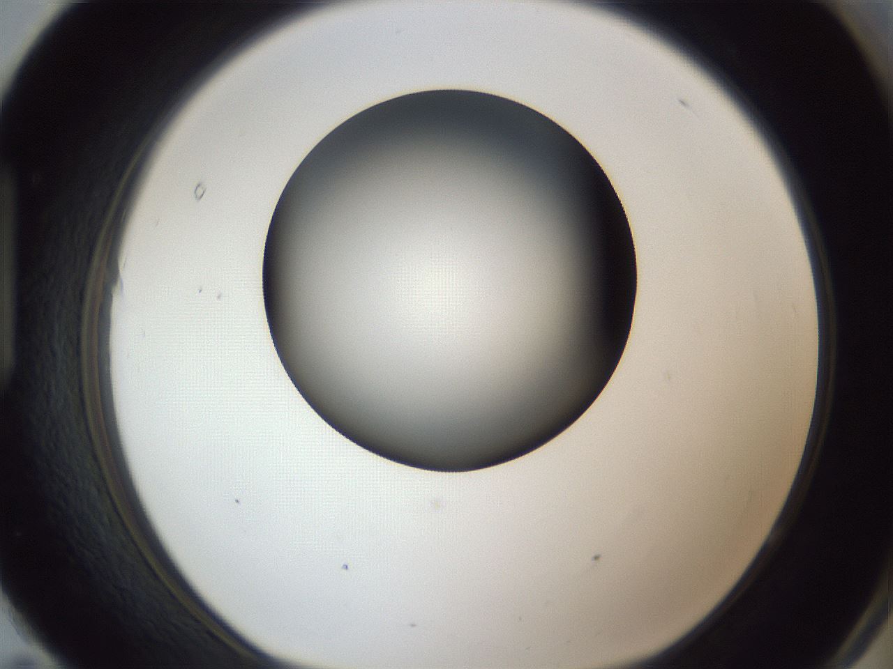 folderID345_plateID1345_batchID4696_wellNum95_profileID1_d1_r81124_ef.jpg
