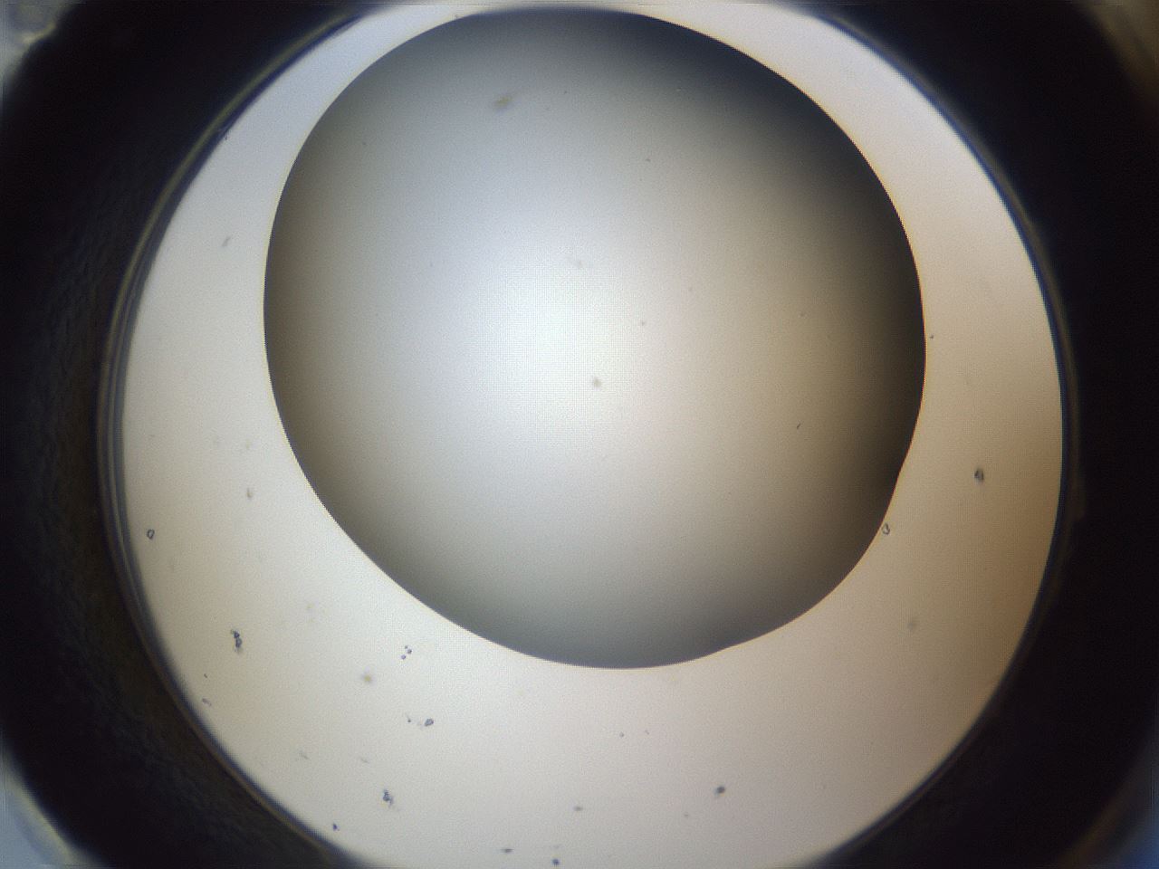 folderID345_plateID1345_batchID4696_wellNum95_profileID1_d2_r81125_ef.jpg
