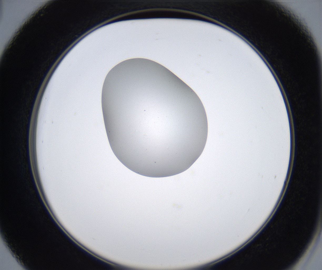folderID345_plateID2345_batchID11061_wellNum39_profileID1_d2_r165264_ef.jpg