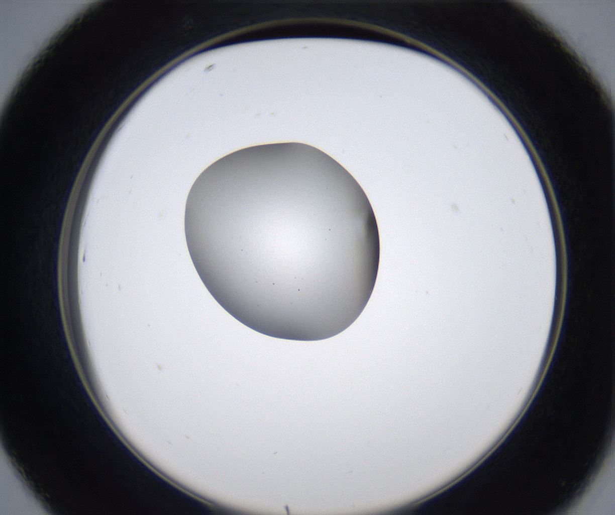 folderID345_plateID2345_batchID11061_wellNum43_profileID1_d2_r165272_ef.jpg