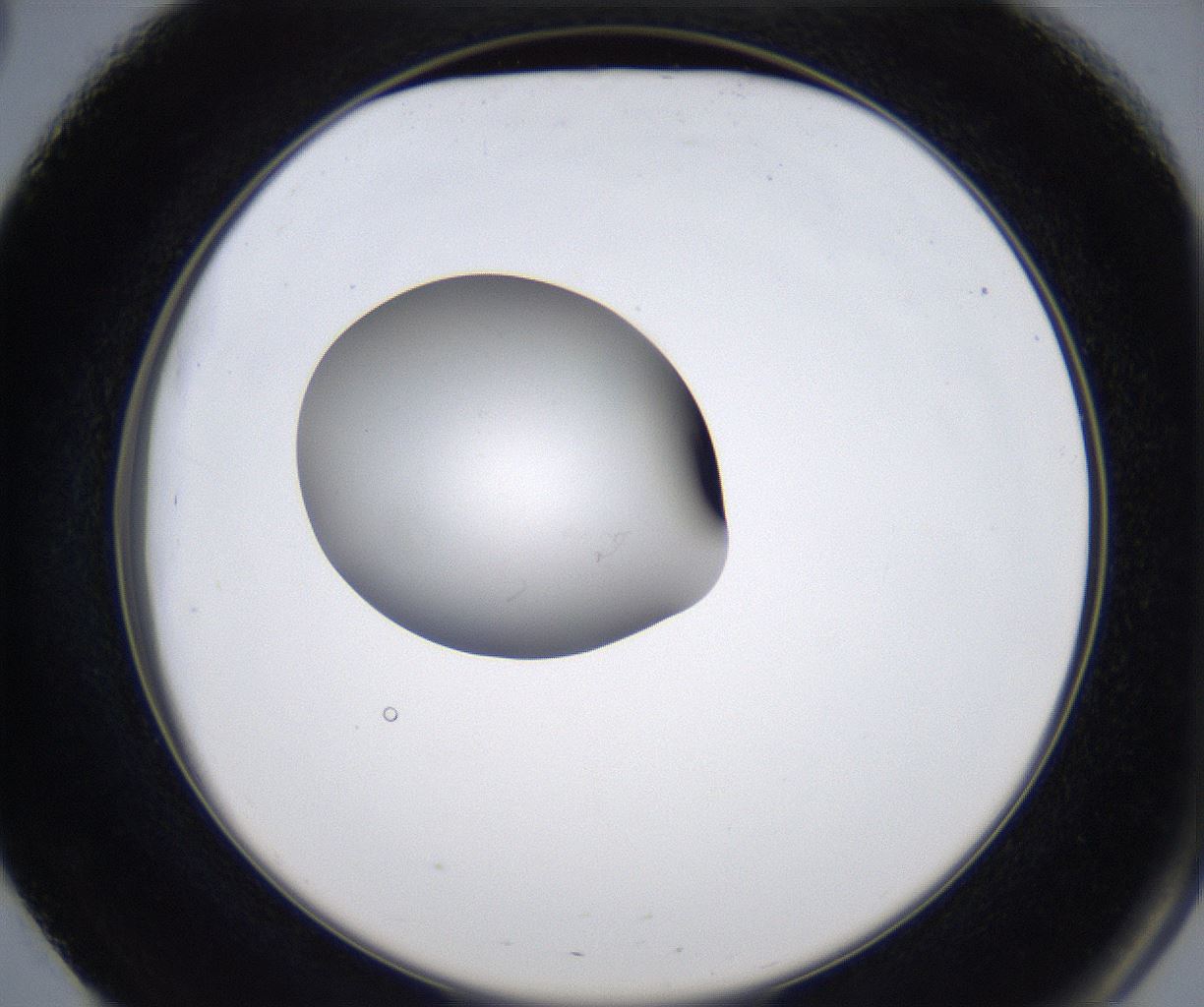 folderID345_plateID2345_batchID11061_wellNum51_profileID1_d2_r165288_ef.jpg