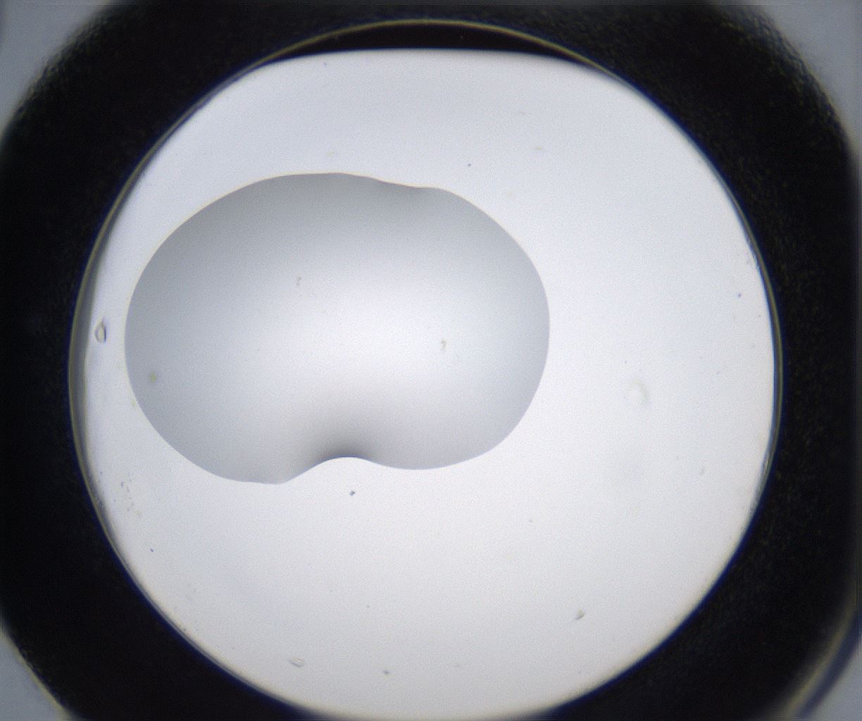 folderID345_plateID2345_batchID11061_wellNum63_profileID1_d2_r165312_ef.jpg