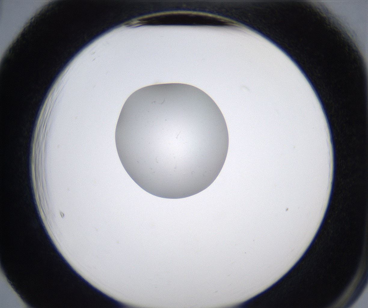folderID345_plateID2345_batchID11061_wellNum65_profileID1_d2_r165316_ef.jpg