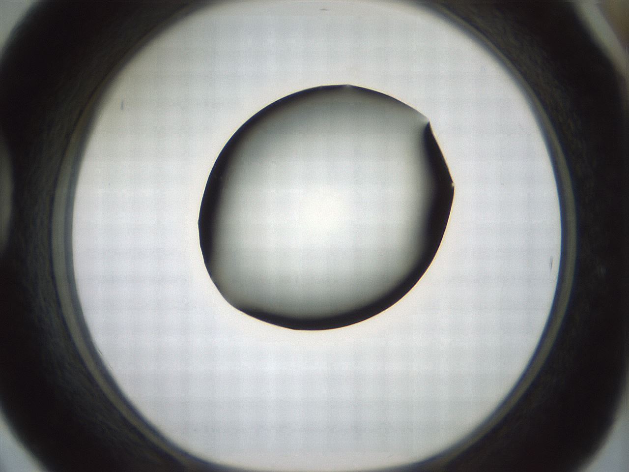 folderID347_plateID1347_batchID4702_wellNum42_profileID1_d1_r81269_ef.jpg
