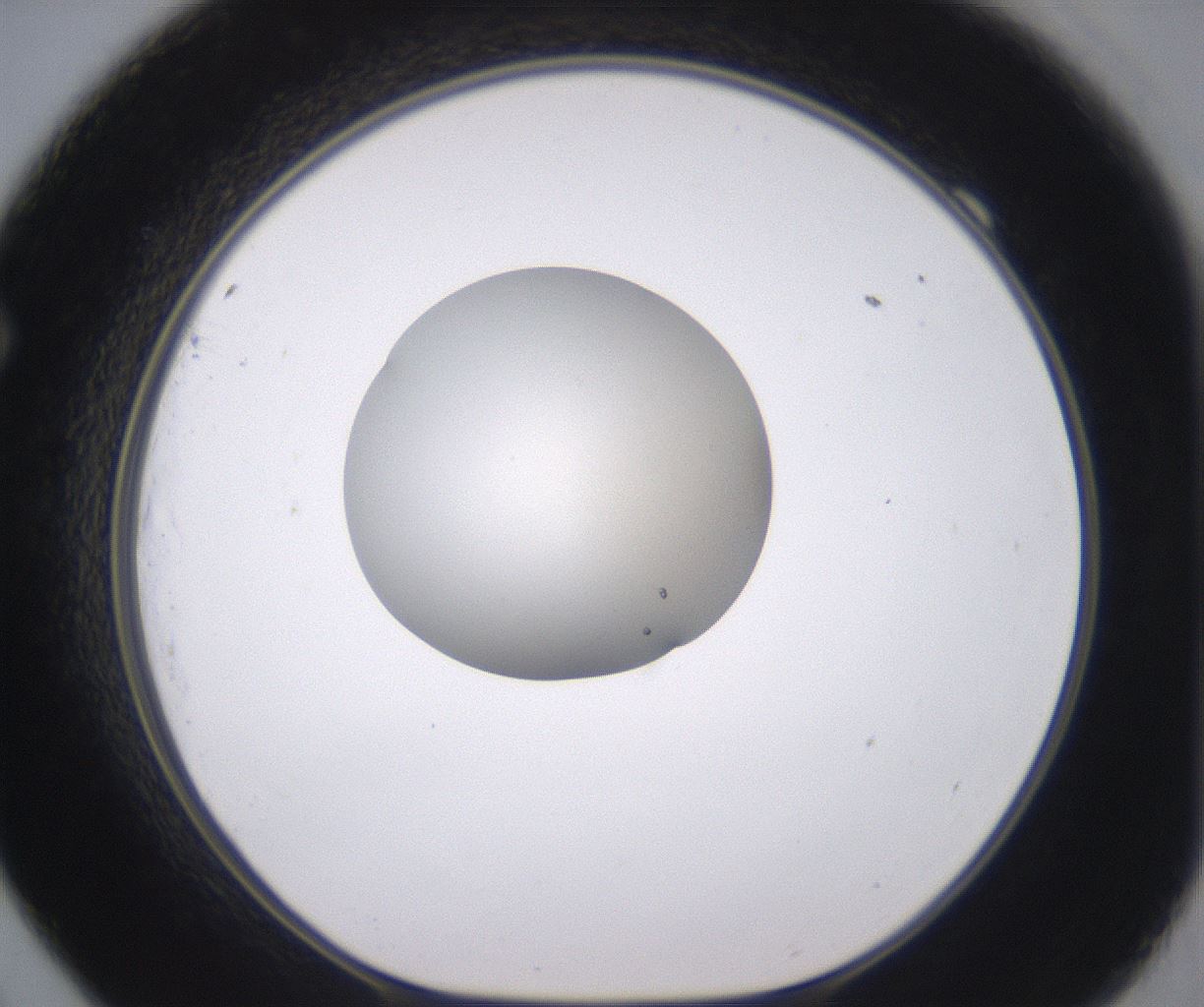 folderID346_plateID2346_batchID11064_wellNum69_profileID1_d1_r166283_ef.jpg