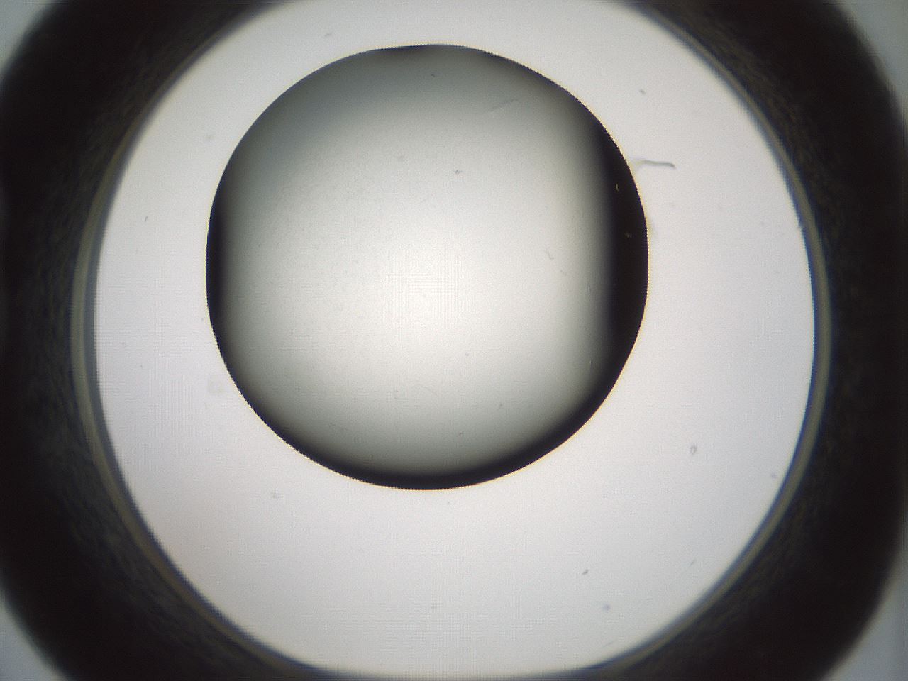 folderID347_plateID1347_batchID4702_wellNum21_profileID1_d1_r81248_ef.jpg