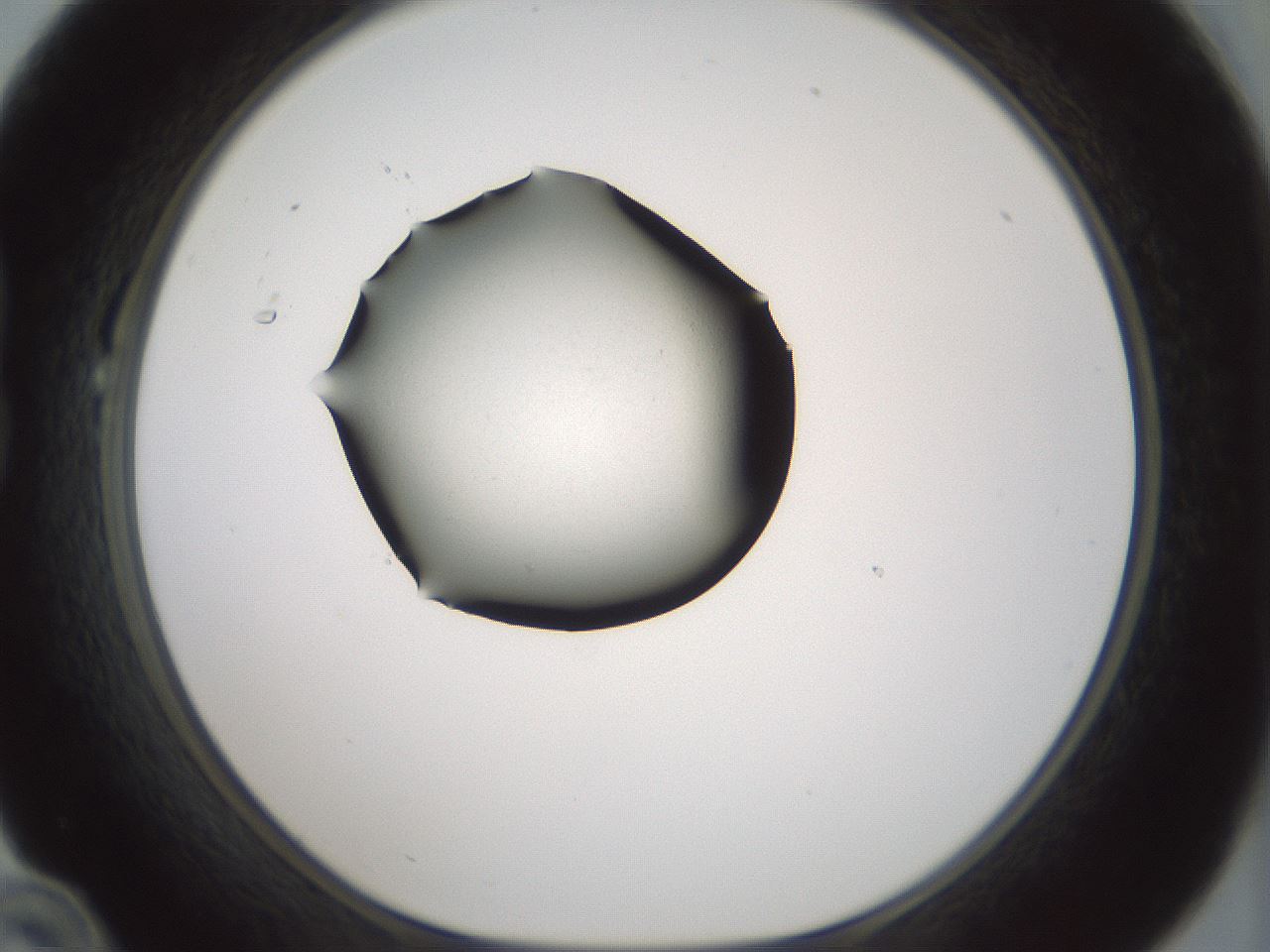 folderID347_plateID1347_batchID4702_wellNum22_profileID1_d1_r81249_ef.jpg