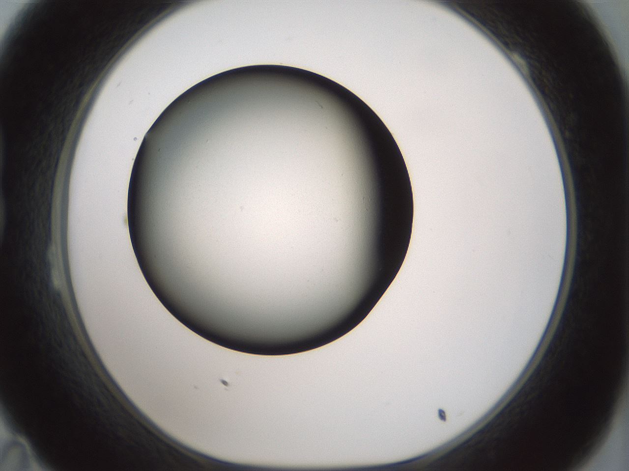 folderID347_plateID1347_batchID4702_wellNum23_profileID1_d1_r81250_ef.jpg