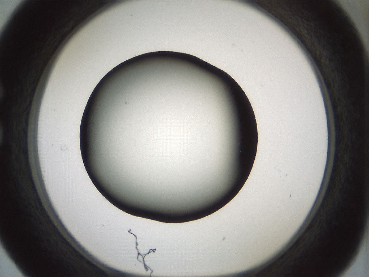 folderID347_plateID1347_batchID4702_wellNum29_profileID1_d1_r81256_ef.jpg