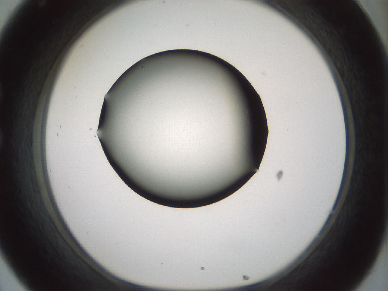 folderID347_plateID1347_batchID4702_wellNum32_profileID1_d1_r81259_ef.jpg
