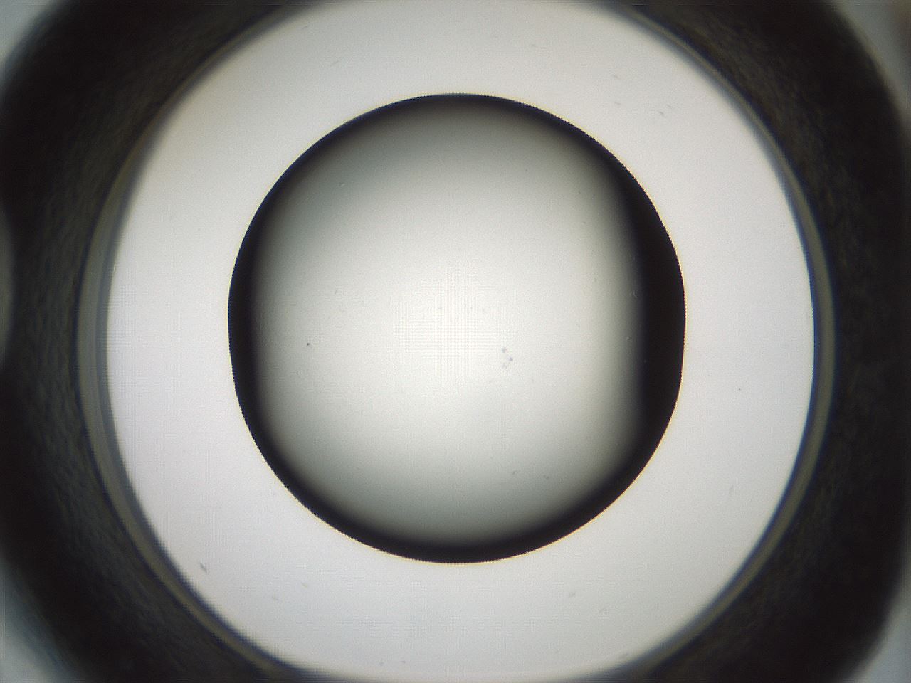 folderID347_plateID1347_batchID4702_wellNum41_profileID1_d1_r81268_ef.jpg