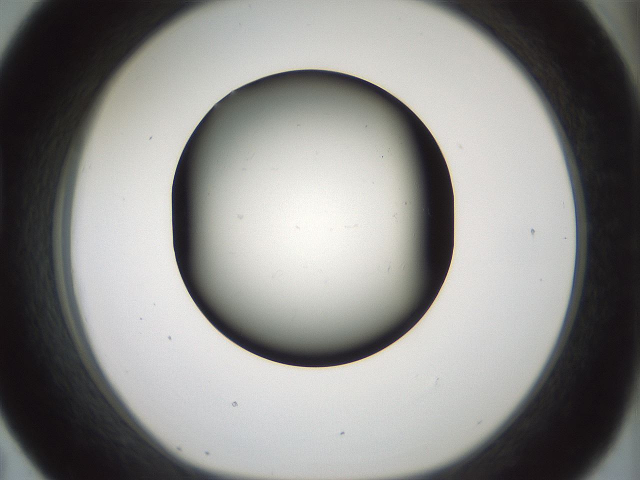 folderID347_plateID1347_batchID4702_wellNum43_profileID1_d1_r81270_ef.jpg