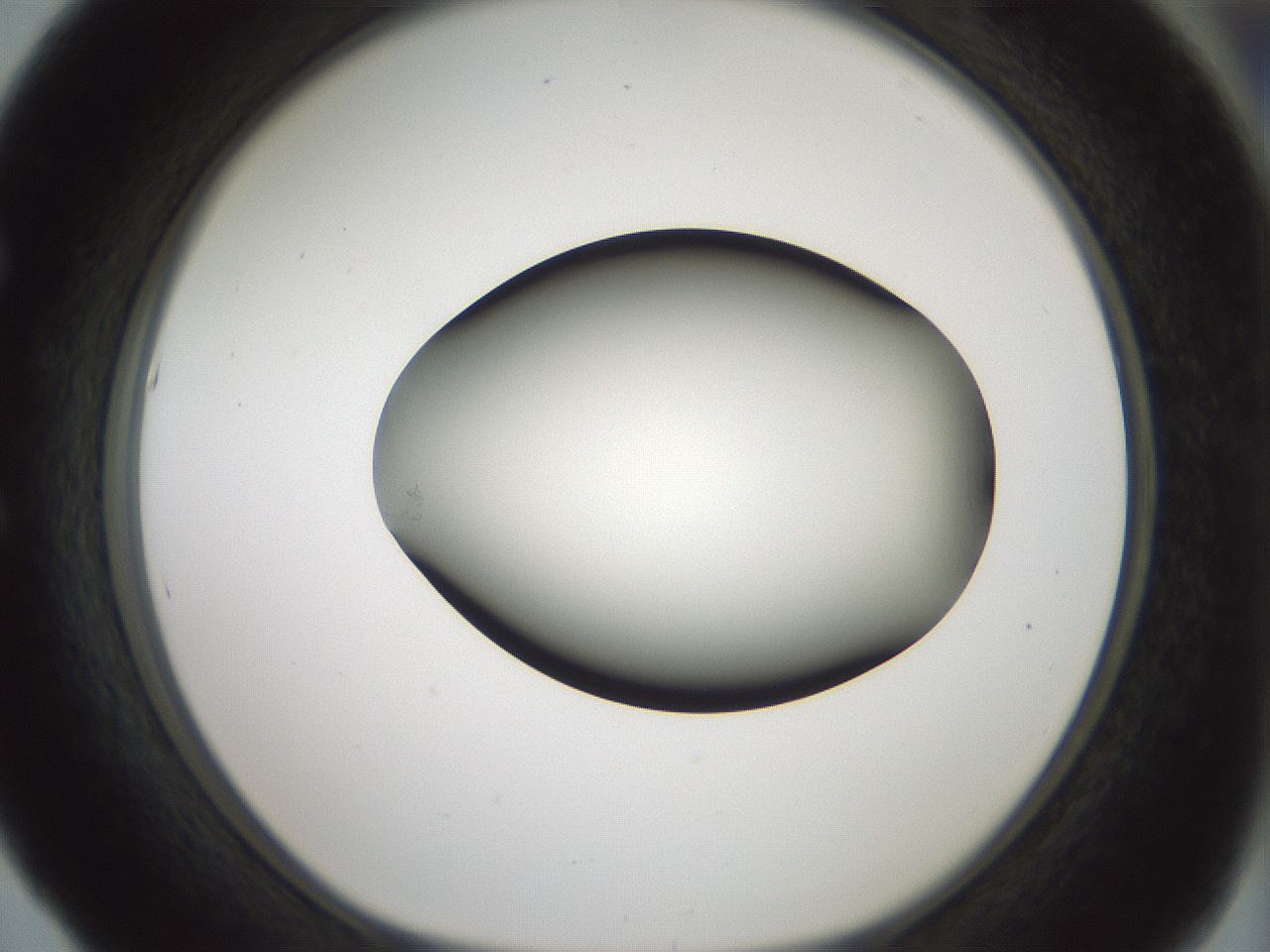 folderID347_plateID1347_batchID4702_wellNum53_profileID1_d1_r81280_ef.jpg