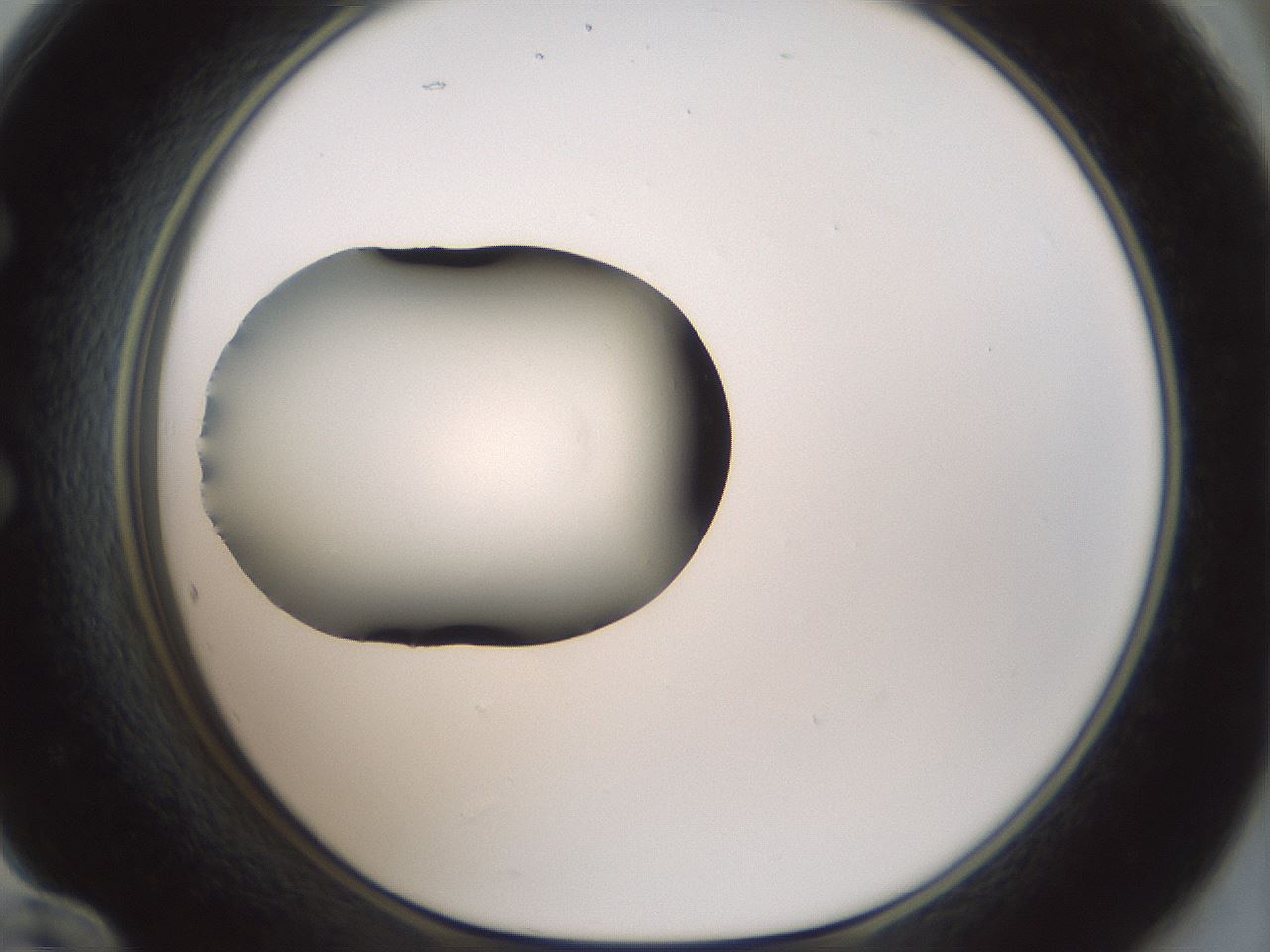 folderID347_plateID1347_batchID4702_wellNum60_profileID1_d1_r81287_ef.jpg