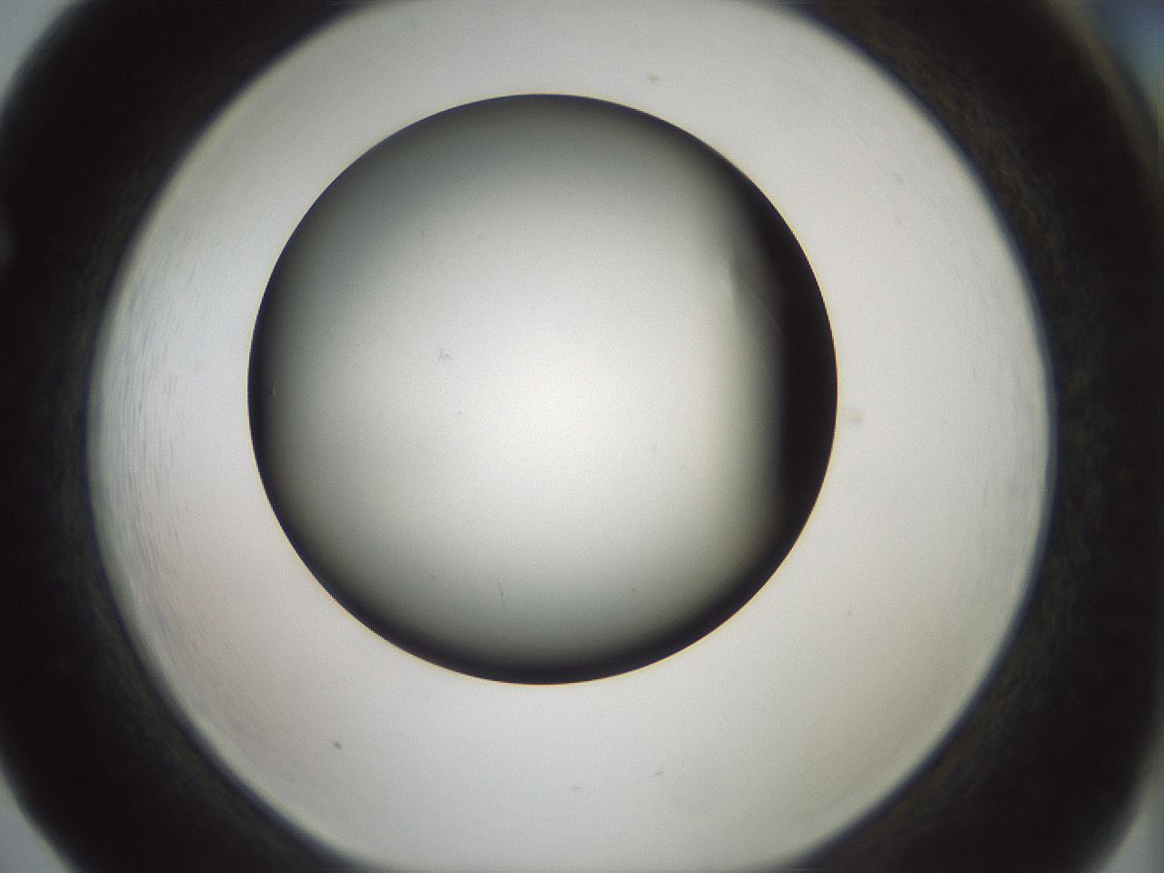 folderID347_plateID1347_batchID4702_wellNum65_profileID1_d1_r81292_ef.jpg