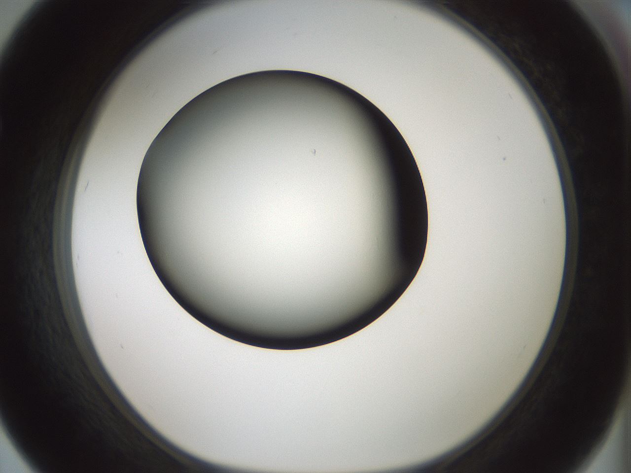 folderID347_plateID1347_batchID4702_wellNum67_profileID1_d1_r81294_ef.jpg