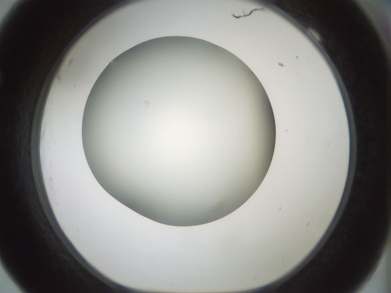 folderID347_plateID1347_batchID4702_wellNum69_profileID1_d1_r81296_ef.jpg