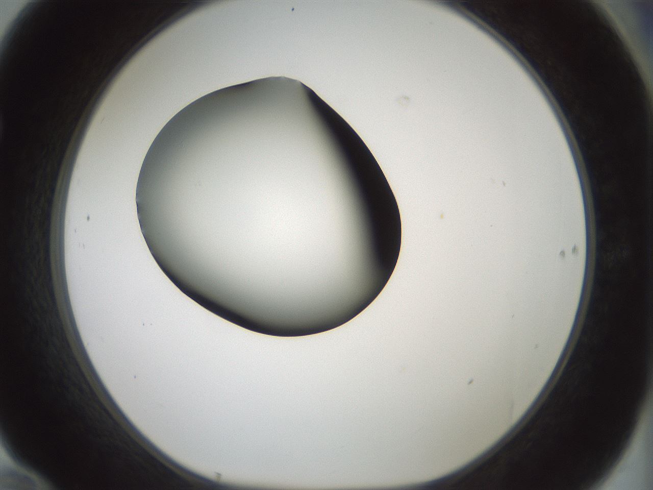 folderID347_plateID1347_batchID4702_wellNum70_profileID1_d1_r81297_ef.jpg