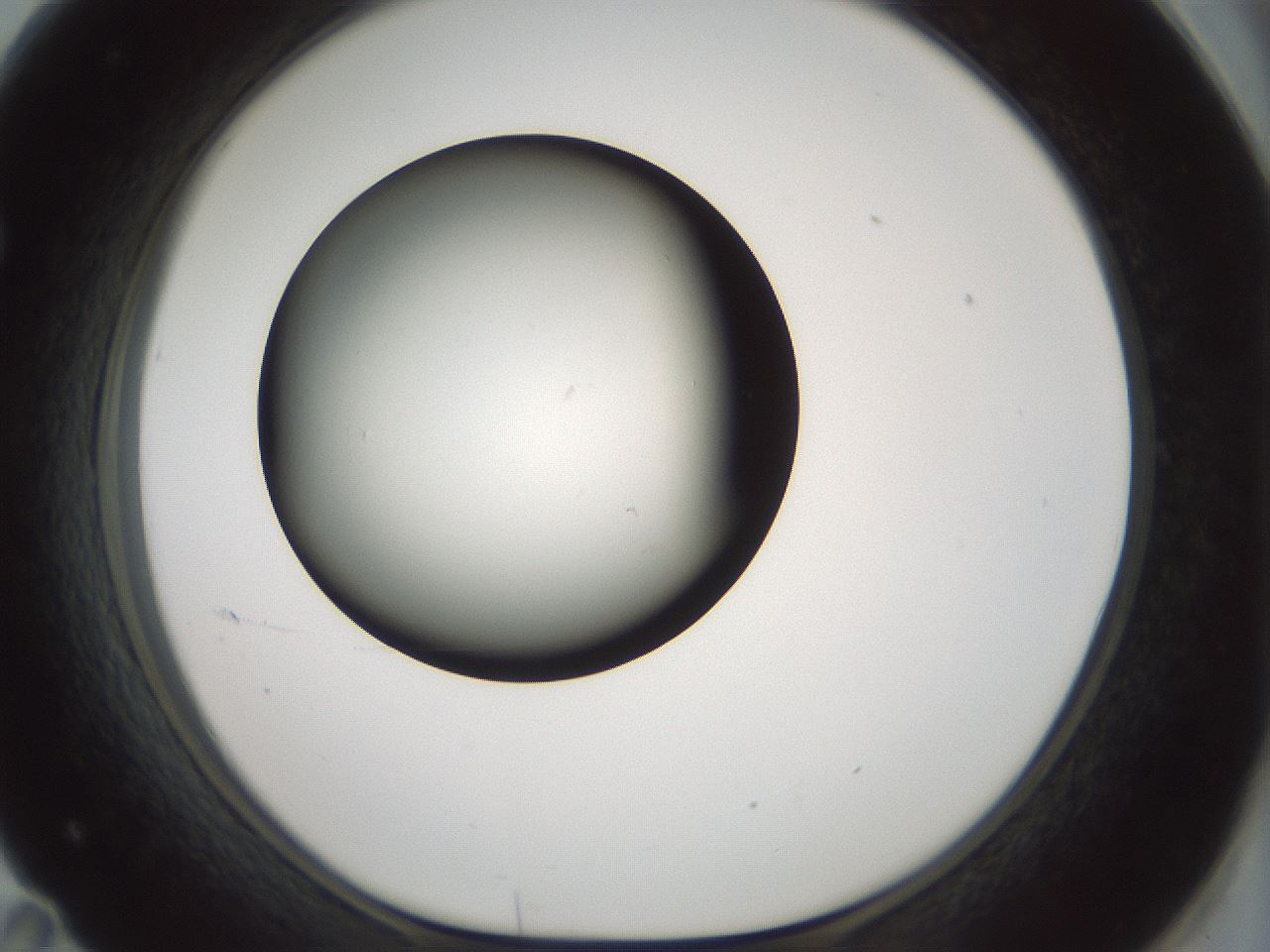 folderID347_plateID1347_batchID4702_wellNum71_profileID1_d1_r81298_ef.jpg