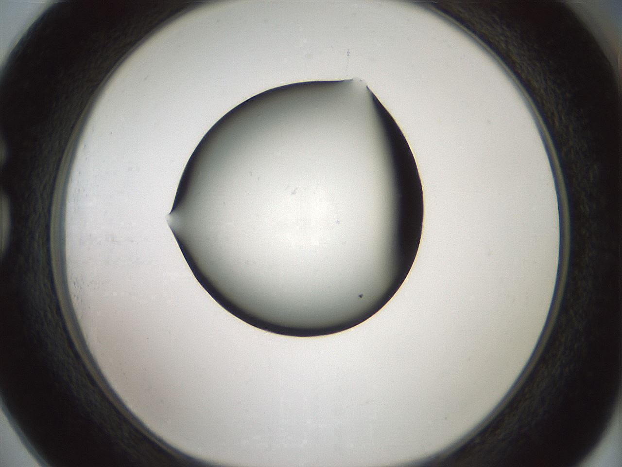 folderID347_plateID1347_batchID4702_wellNum73_profileID1_d1_r81300_ef.jpg