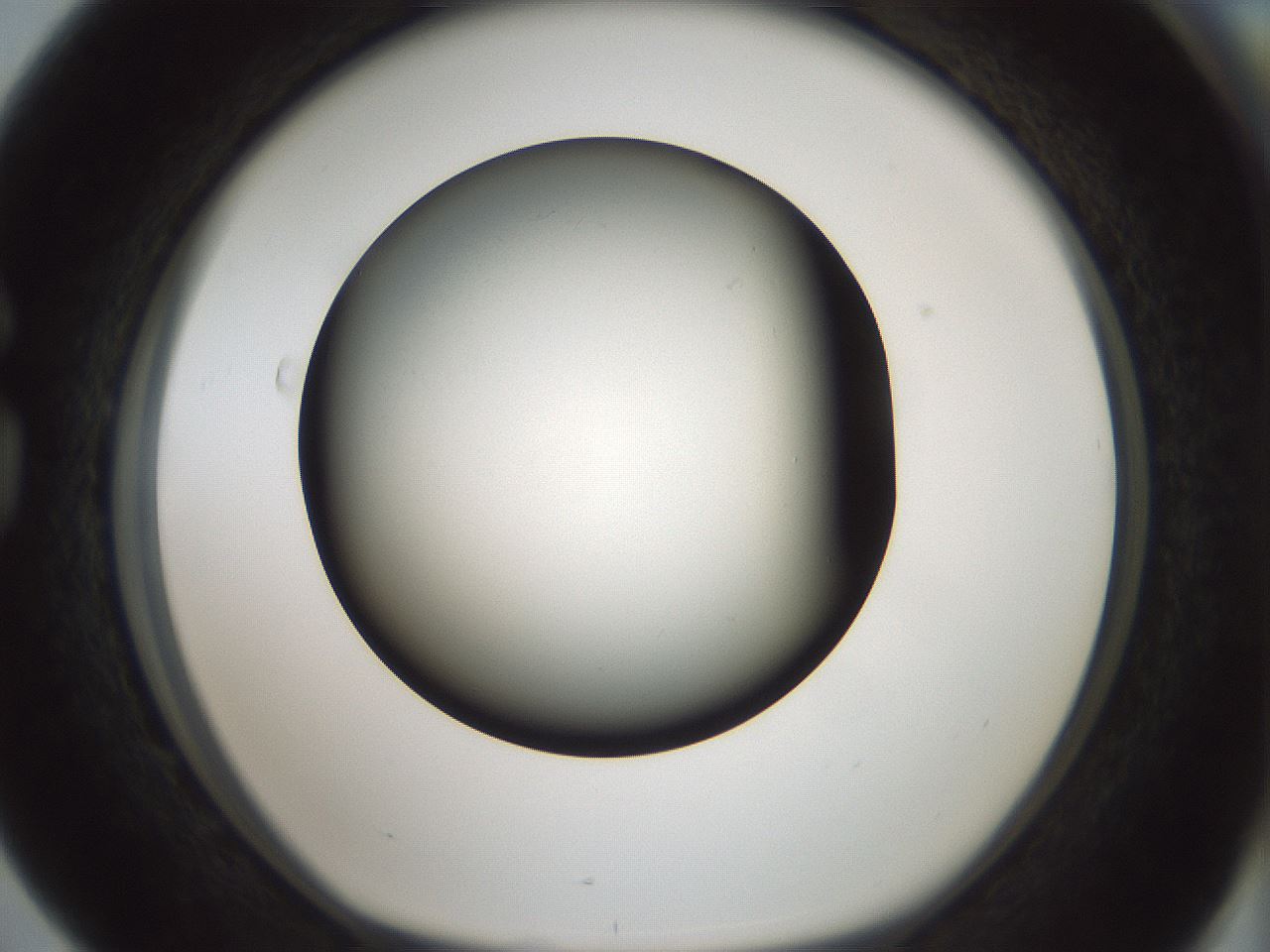 folderID347_plateID1347_batchID4702_wellNum76_profileID1_d1_r81303_ef.jpg