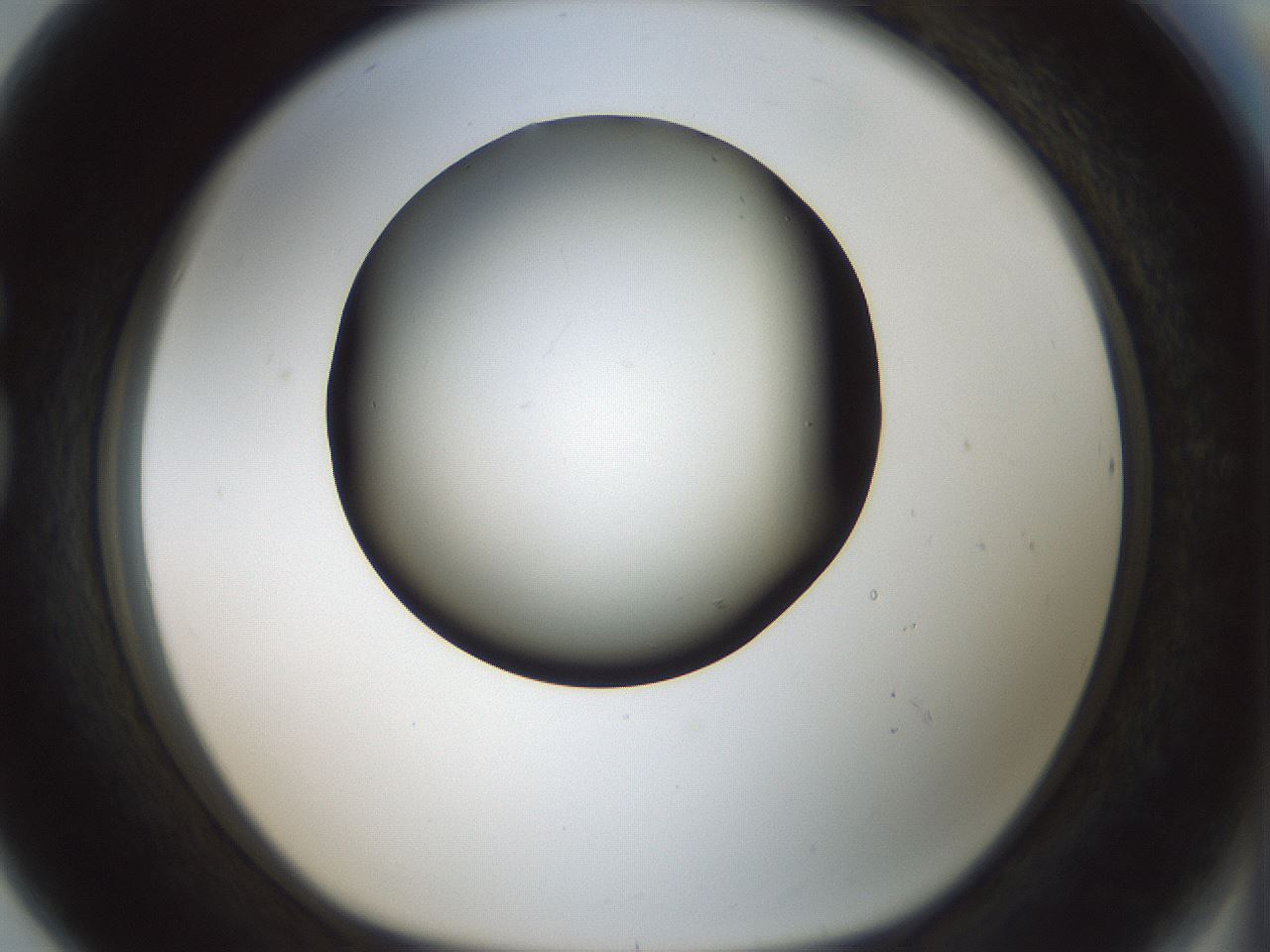 folderID347_plateID1347_batchID4702_wellNum80_profileID1_d1_r81307_ef.jpg