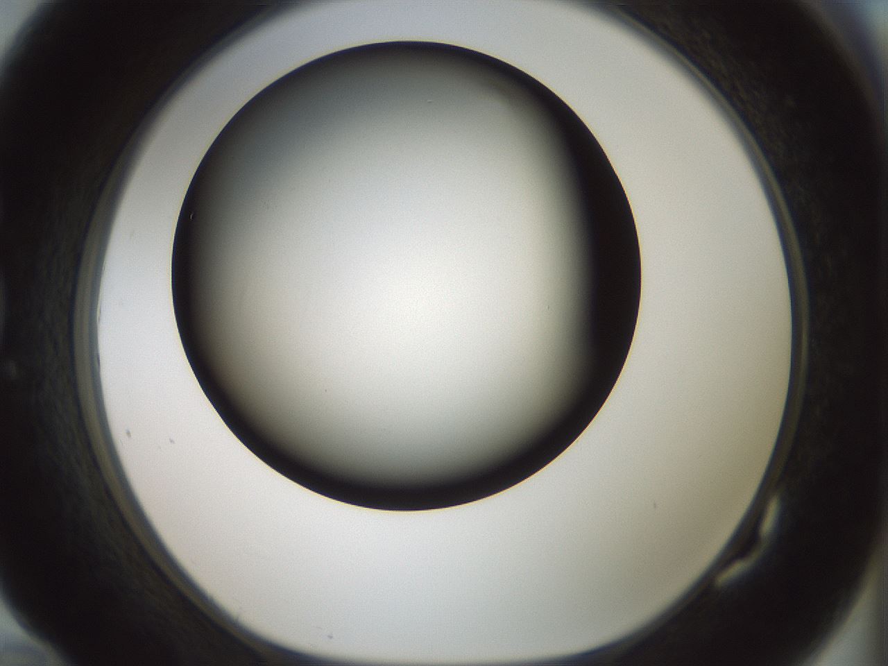 folderID347_plateID1347_batchID4702_wellNum82_profileID1_d1_r81309_ef.jpg