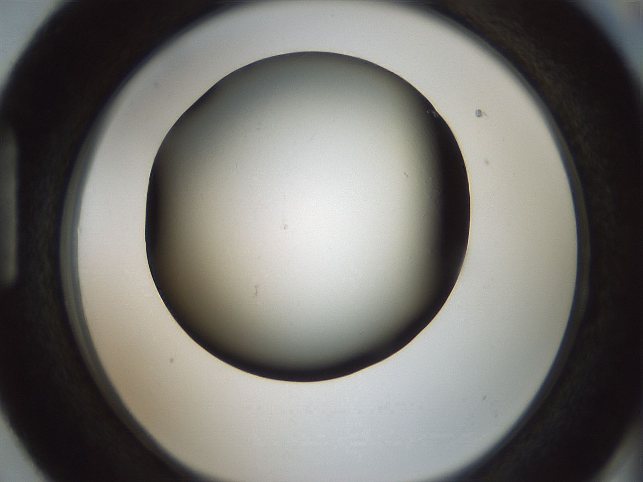 folderID347_plateID1347_batchID4702_wellNum87_profileID1_d1_r81314_ef.jpg