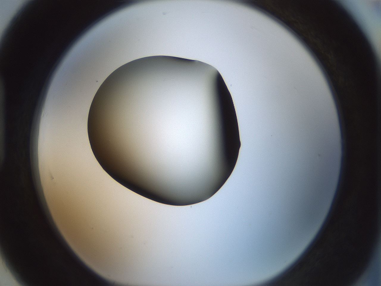 folderID347_plateID1347_batchID4702_wellNum91_profileID1_d1_r81318_ef.jpg
